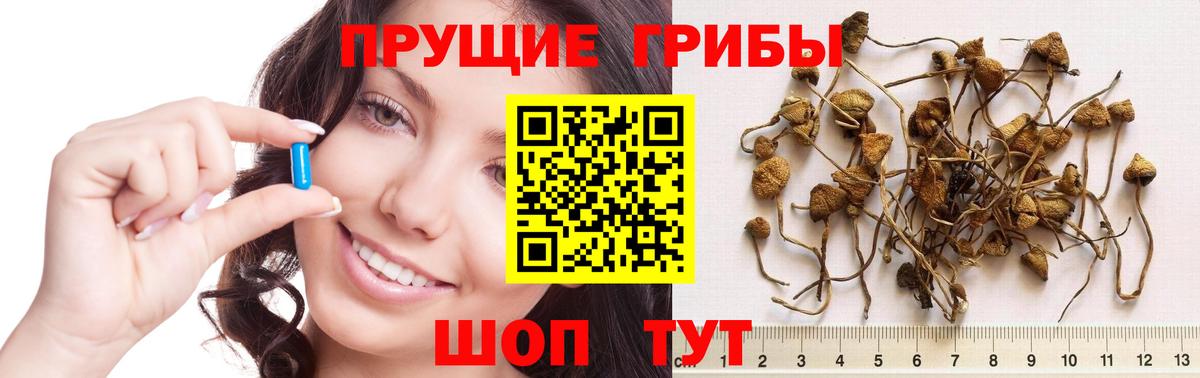 Галлюциногенные грибы мицелий  Вход с VPN  Борзя  Псилоцибиновые грибы мицелий 